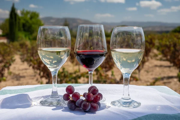 Tasting of red and white wines on vineyards of Cyprus. Wine production on Cyprus, tourists wine route and visiting of wineries.