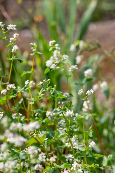 Summer Blossom Fagopyrum Esculentum Buckwheat Edible Plant Healthy Vegetarian Food — Foto de Stock