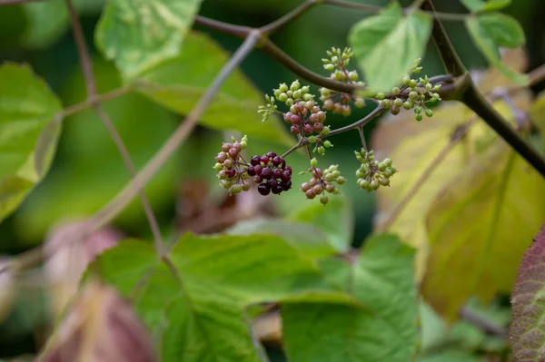 Woody Shrub Eleutherococcus Senticosus Siberian Ginseng Eleuthero Used Traditional Chinese — ストック写真