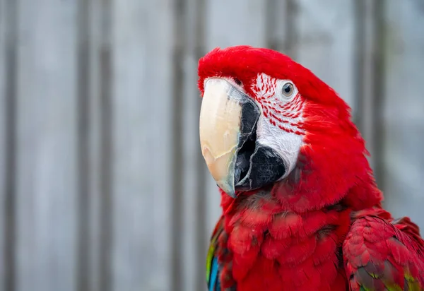 Large Colorful South American Macaw Ara Parrot Sitting Outdoor Close — Photo