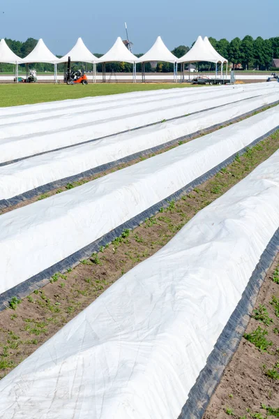 Película Plástico Cubre Campos Con Espárragos Cultivo Verduras Granja Holandesa — Foto de Stock