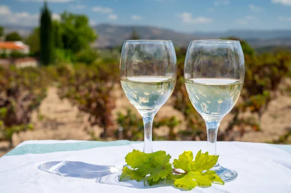 Tasting of white wines on vineyards of Cyprus. Wine production on Cyprus, tourists wine route and visiting of wineries.
