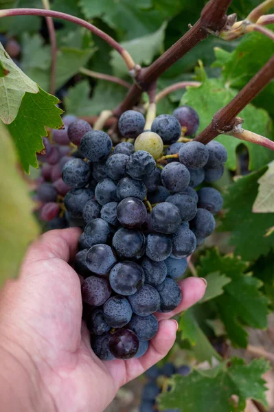 Produção Vinho Chipre Uvas Vinho Roxas Pretas Azuis Maduras Prontas — Fotografia de Stock