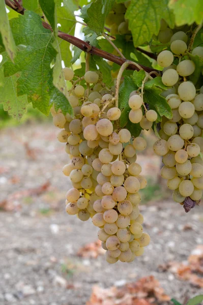 Producción Vino Chipre Uvas Blancas Maduras Listas Para Cosecha —  Fotos de Stock