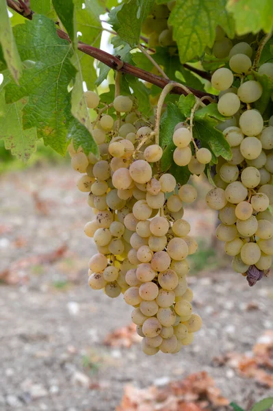 Production Vin Sur Chypre Raisins Blancs Mûrs Prêts Pour Récolte — Photo