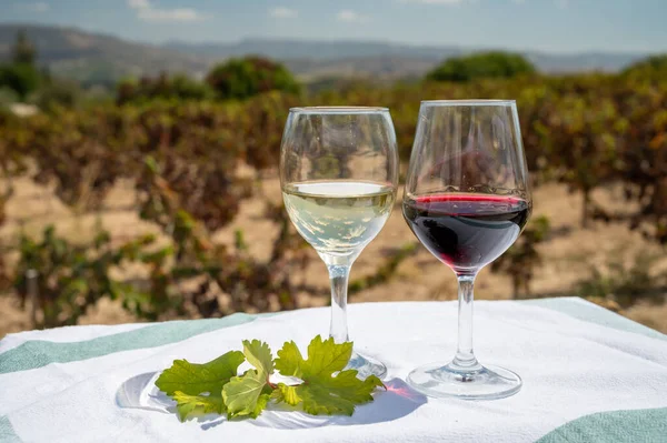 Tasting of red and white wines on vineyards of Cyprus. Wine production on Cyprus, tourists wine route and visiting of wineries.