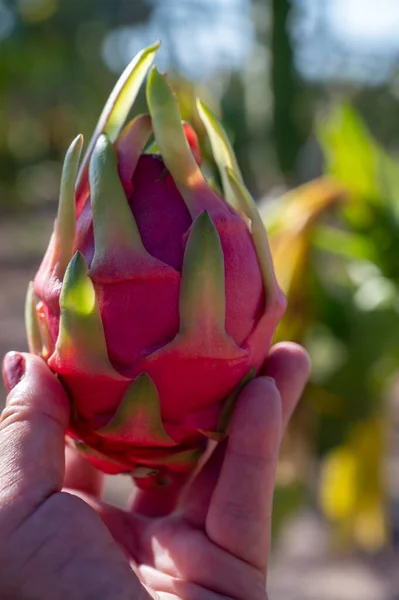 Plantation of dragon fruit cactus plants near Paphos, blossom and fruits, Cyprus