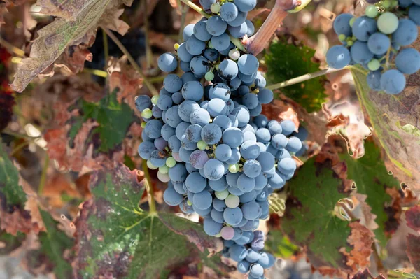 Wine production on Cyprus, ripe blue black purple wine grapes ready for harvest