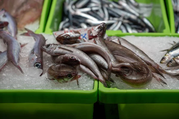Assortiment Van Verse Dagelijkse Vangsten Van Vis Schelpen Weekdieren Ijs — Stockfoto