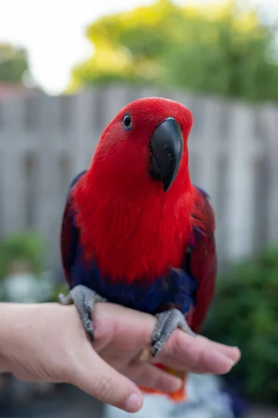 Eclectus Female Parrot Native Solomon Islands Australia Maluku Islands Bright — Zdjęcie stockowe