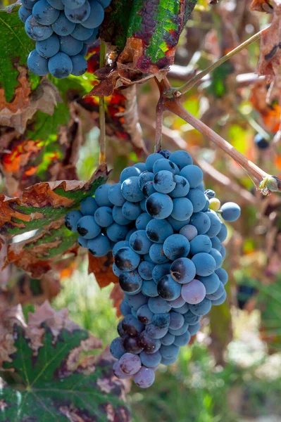 Παραγωγή Κρασιού Στην Κύπρο Ώριμα Μπλε Μαύρα Μοβ Οινοποιήσιμα Σταφύλια — Φωτογραφία Αρχείου