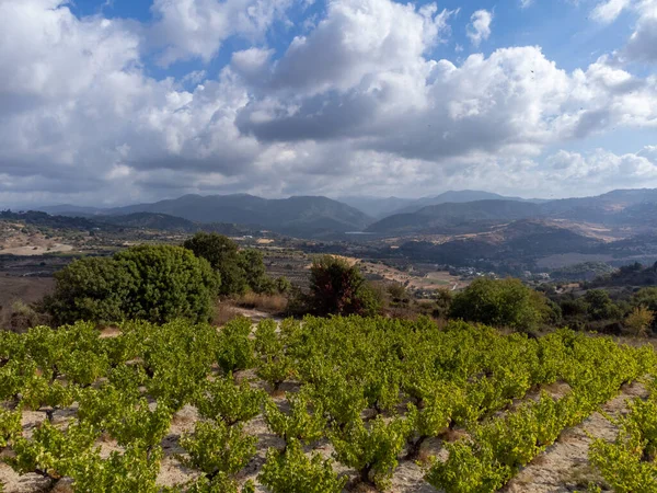 Výroba Vína Kypru Omodosu Řady Hroznů Vinicích Zralými Bílými Vinnými — Stock fotografie