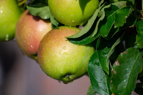 Brunch Apple Tree Many Apple Fruits Orchard Close Rain — Stock Fotó