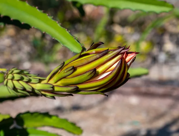 Sárkánygyümölcs Kaktusz Növények Ültetése Paphos Virág Gyümölcs Közelében Ciprus — Stock Fotó