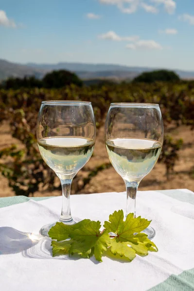 Tasting of white wines on vineyards of Cyprus. Wine production on Cyprus, tourists wine route and visiting of wineries.