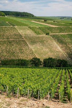 Aerial view on green Chablis Grand Cru appellation vineyards with grapes growing on limestone and marl soils, Burdundy, France