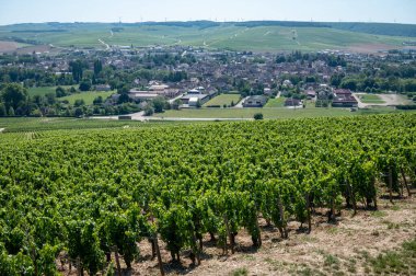 Panoramoc view on green Chablis Grand Cru appellation vineyards with grapes growing on limestone and marl soils, Burdundy, France