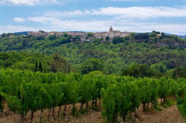 Rows of green grapevines growing on pebbles on vineyards near Lacoste and Bonnieux villages in Luberon, Provence, France