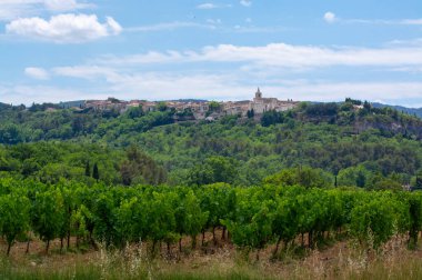 Rows of green grapevines growing on pebbles on vineyards near Lacoste and Bonnieux villages in Luberon, Provence, France