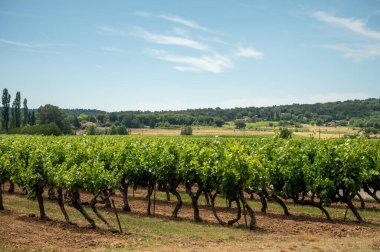 Rows of green grapevines growing on pebbles on vineyards near Lacoste and Bonnieux villages in Luberon, Provence, France