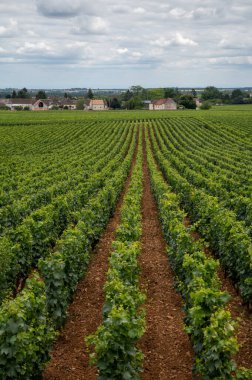 Green vineyards with growing grape plants, production of high quality famous French white wine in Puligny-Montrachet village, Burgundy, France