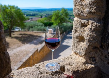Olgunlaşmamış yeşil Gamay Noir üzümü, yakın plan, Beaujolais şarapları yakınındaki tepe üzüm bağlarında yetişiyor. Val d Oingt köyü, Beaujolais Şarap Yolu 'na açılan kapı ve Fransa' nın Pierres Dores kentinin yamaçlarında yetişiyor.
