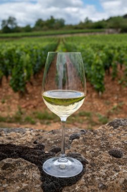 Fransa, Burgundy 'deki Puligny-Montrachet köyü yakınlarındaki Grand Cru sınıfı üzüm bağlarında Chardonnay üzümlerinden yapılan kaliteli beyaz şarabın tadına bakılıyor.