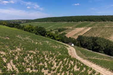 Aerial view on green Chablis Grand Cru appellation vineyards with grapes growing on limestone and marl soils, Burdundy, France