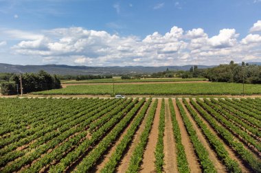 Rows of green grapevines growing on pebbles on vineyards near Lacoste and Bonnieux villages in Luberon, Provence, France