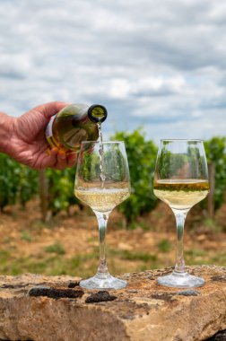 Fransa, Burgundy 'deki Puligny-Montrachet köyü yakınlarındaki Grand Cru sınıfı üzüm bağlarında Chardonnay üzümlerinden yapılan kaliteli beyaz şarabın tadına bakılıyor.