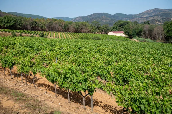 View Green Vineyards Cotes Provence Production Rose Wine Saint Tropez — Stock Photo, Image