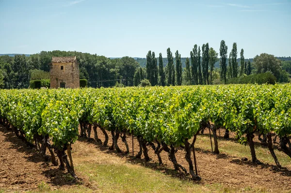 Rows Green Grapevines Growing Pebbles Vineyards Lacoste Bonnieux Villages Luberon — Foto de Stock