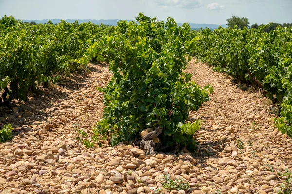 Green Grapevines Growing Rounded Pebbles Hilly Vineyards Famous Winemaking Ancient — стокове фото