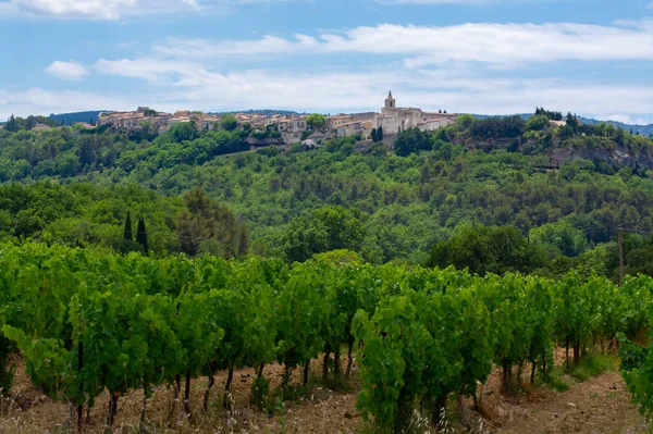 Rows Green Grapevines Growing Pebbles Vineyards Lacoste Bonnieux Villages Luberon — 스톡 사진