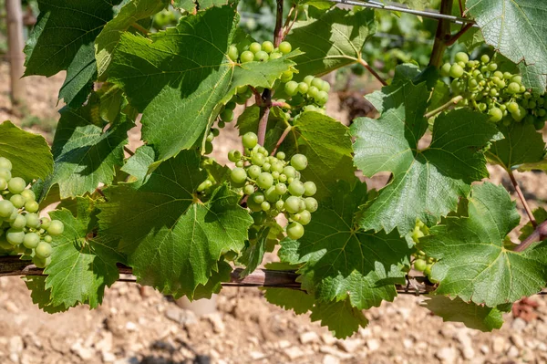 Green Chardonnay Grape Growing Panoramic Hilly Chablis Grand Cru Appellation — Stockfoto