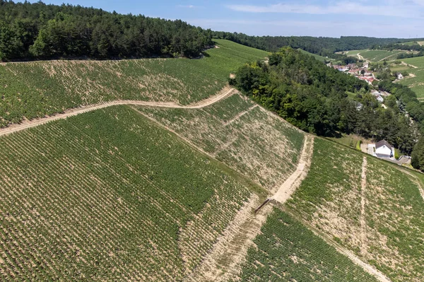 Aerial View Green Chablis Grand Cru Appellation Vineyards Grapes Growing — Stock Photo, Image