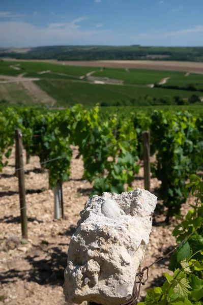 Sample of soil from Chablis Grand Cru appellation vineyards, limestone and marl soils with oyster fossils, Burdundy, France with vineyards on background
