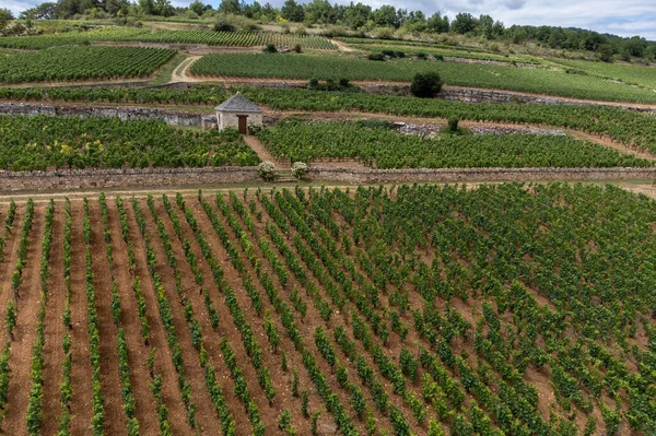 Panoramic Aerial View Green Vineyards Growing Grape Plants Production High — Stok fotoğraf