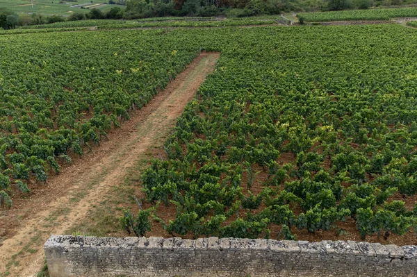 Panoramic Aerial View Green Vineyards Growing Grape Plants Production High — Stock Photo, Image