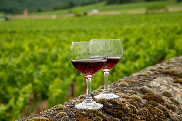 Visit caves and tasting of red dry pinot noir wine in glass on premier and grand cru vineyards in Burgundy wine making region, France