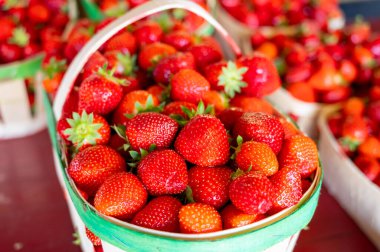 Bir sepet Fransız kırmızı olgun çilek Manon des Fraises, Fragaria anananassa Provence 'de toplandı, Fransa' da yaz mevsimi