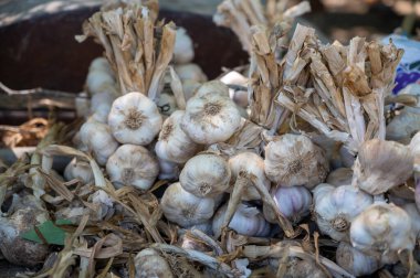 Yeni organik aromatik sarımsak hasadı Piolenc köyü, Vaucluse, Provence, Fransa