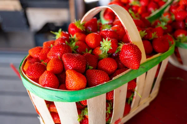 Basket of french red ripe sweet strawberries Manon des Fraises, Fragaria ananassa harvested in Provence, summern in France