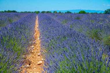 Yaz mevsiminde Valensole platosunda çiçek açan lavanta tarlaları. Alpes de Haute Provence, PACA Bölgesi, Fransa