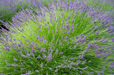 Fransa 'nın Provence şehrinde yaz mevsiminde mavi lavanta çiçeği