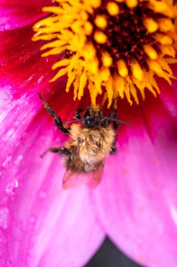 Asteraceae Dahlia 'nın pembe çiçeğinin üzerinde oturan küçük arı Mutlu tek göz kırpması