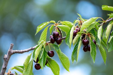 Haziran 'da Fransa' nın Luberon kentindeki Venasque köyü yakınlarında meyve bahçesindeki kiraz ağacında asılı duran taze vişne meyveleri.