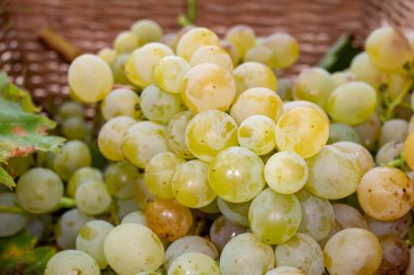 Olgun organik şarap üzümleri Almanya 'daki üzüm bağlarında toplanıyor, beyaz kuru biyolojik şaraplardan yapılıyor.