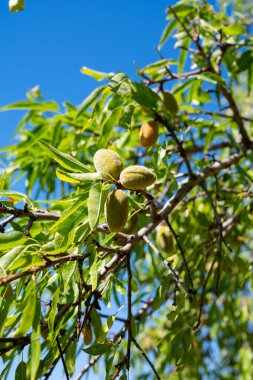 Badem ağacında olgun badem fıstıkları meyve bahçesinde hasat etmeye hazır, yakın.