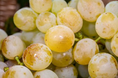 Olgun organik şarap üzümleri Almanya 'daki üzüm bağlarında toplanıyor, beyaz kuru biyolojik şaraplardan yapılıyor.